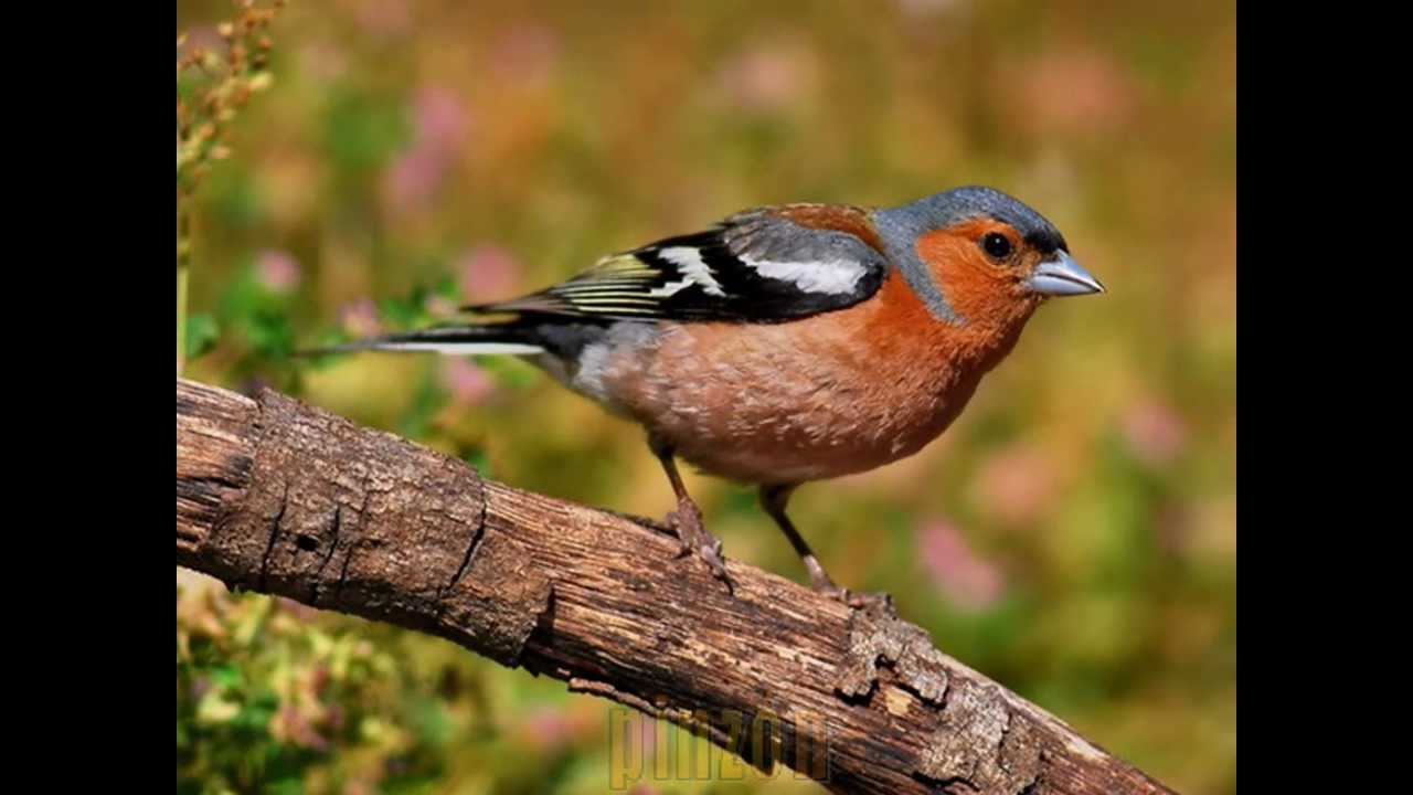 Canto de aves de ciudad
