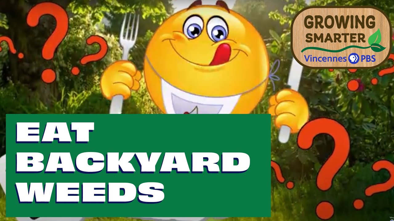 Edible Plants in Your Backyard | Indiana Foraging Guide