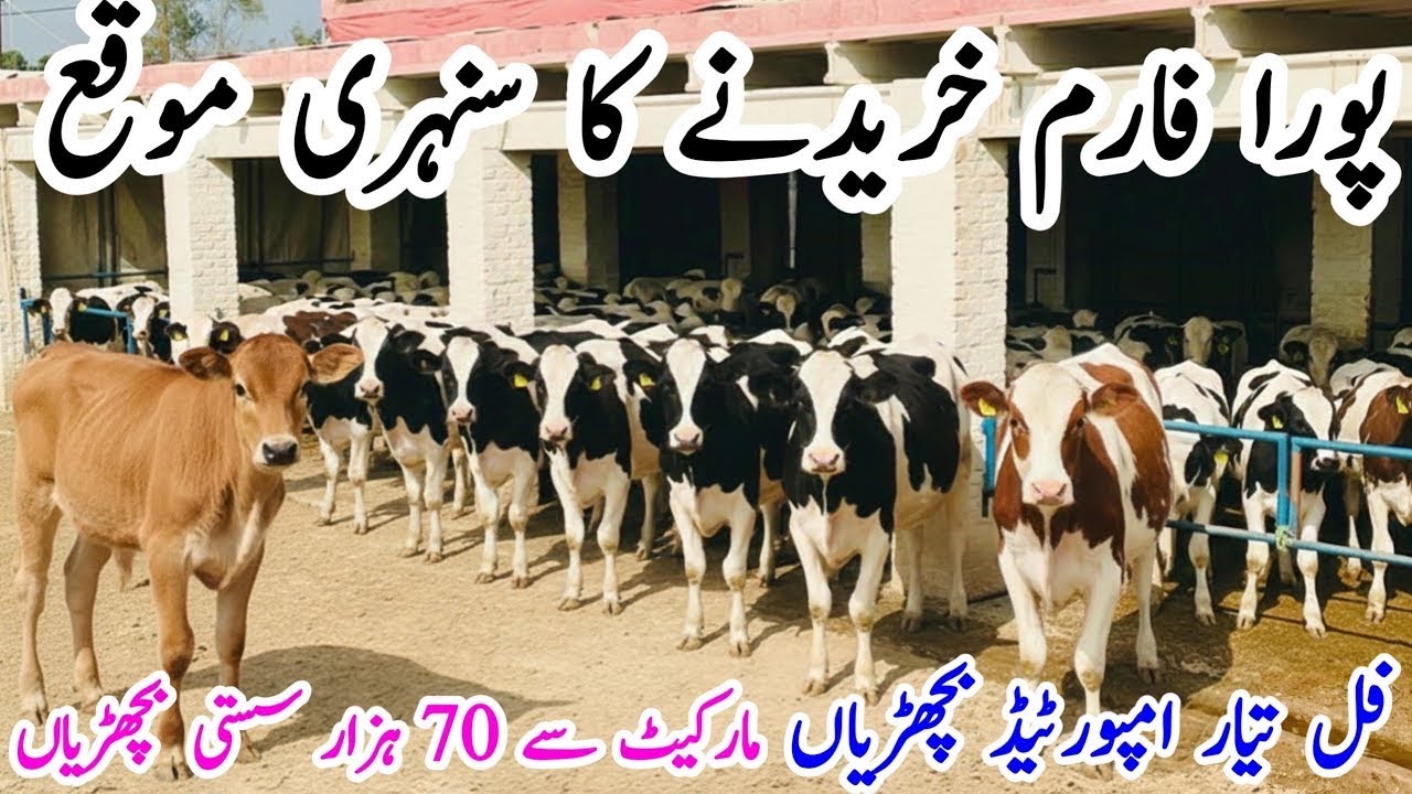 Mateela Dairy Farm | Top Class Imported And Cross Heifers | Jersey Heifers For Sale |3 February 2026