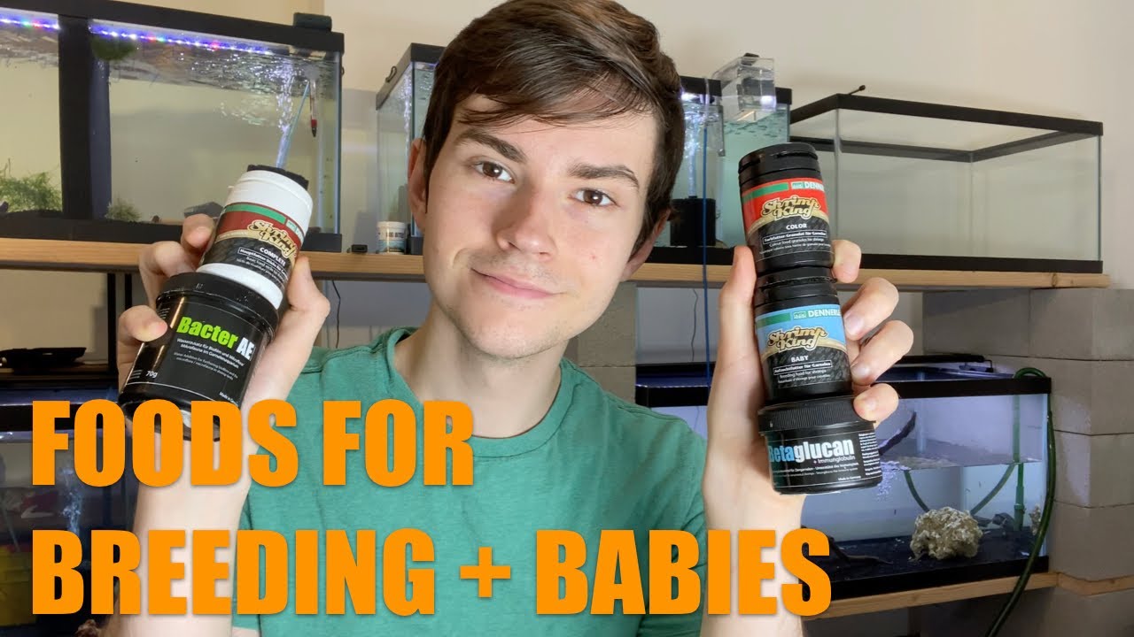 BREEDING SHRIMP: Food Matters! (Freshwater Dwarf Shrimp)