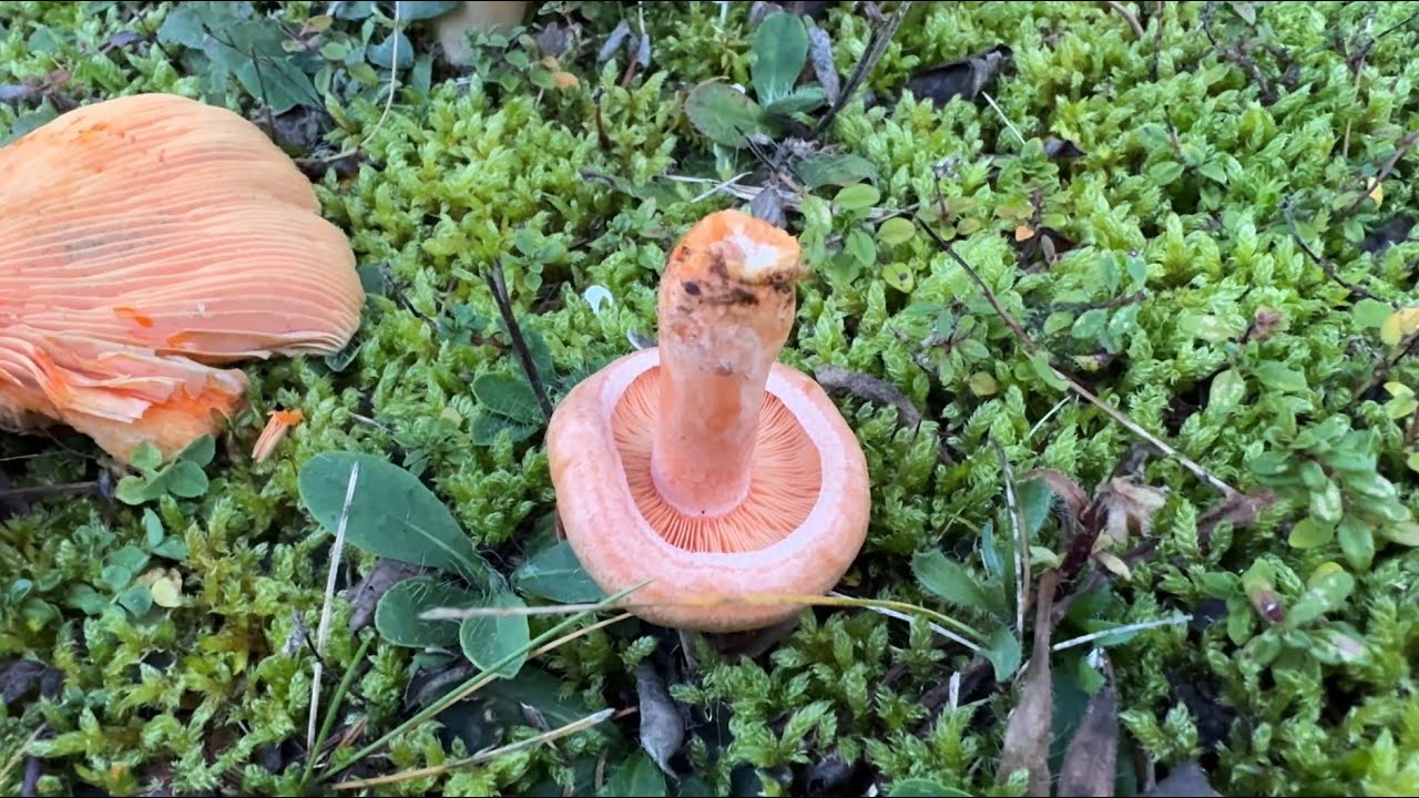 Lactarius deterrimus, October 17, 2024