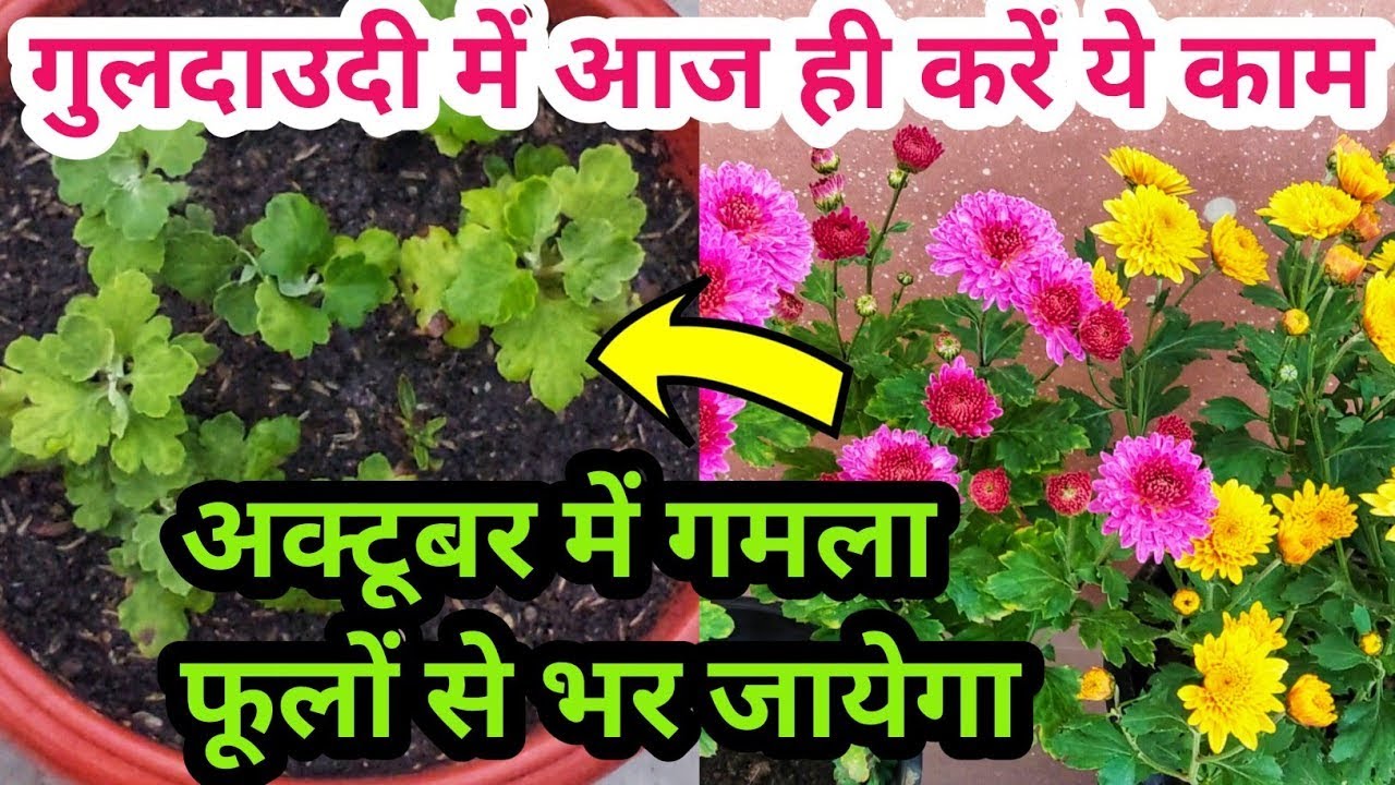 How to Grow Guldaudi Plant at Home | घर पर गुलदाउदी फूल कैसे उगाएं