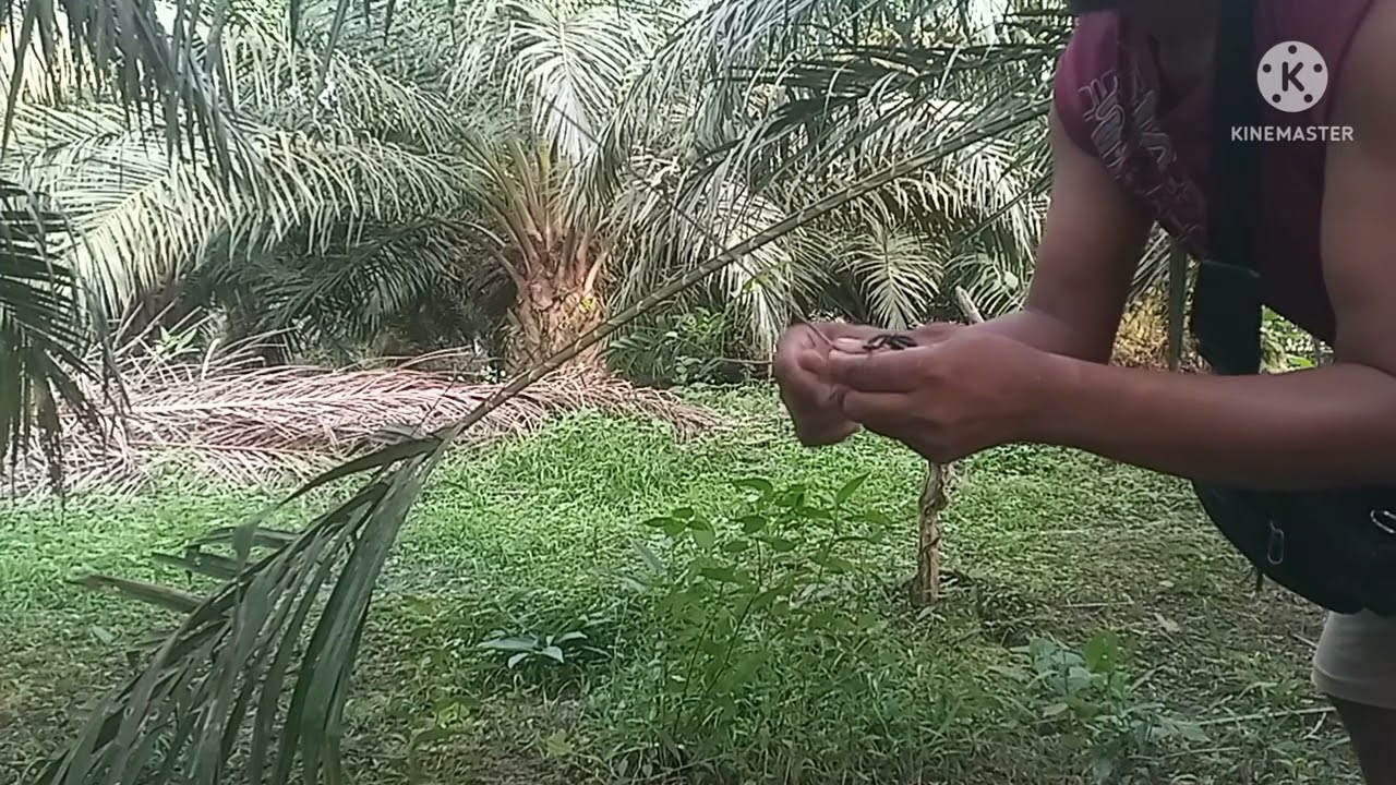 CARA MIKAT BURUNG TLEDEKAN  DI KEBUN SAWIT