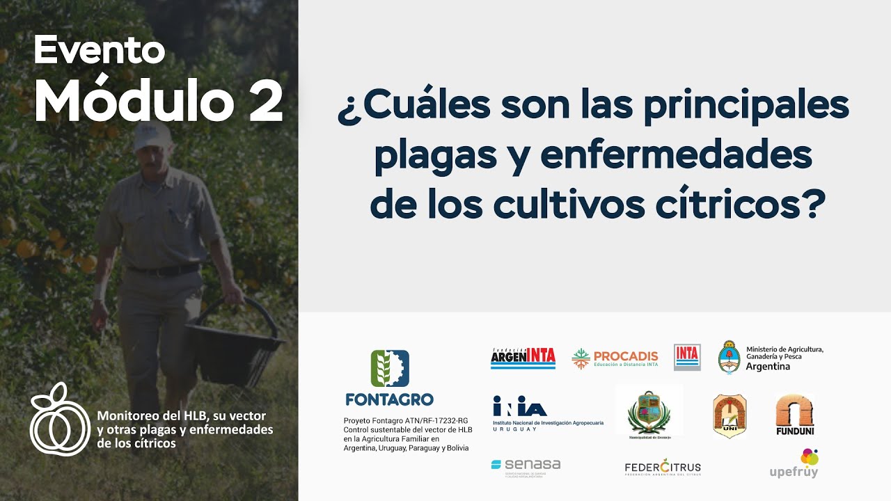 ¿Cuáles son las principales plagas y enfermedades de los cultivos cítricos?