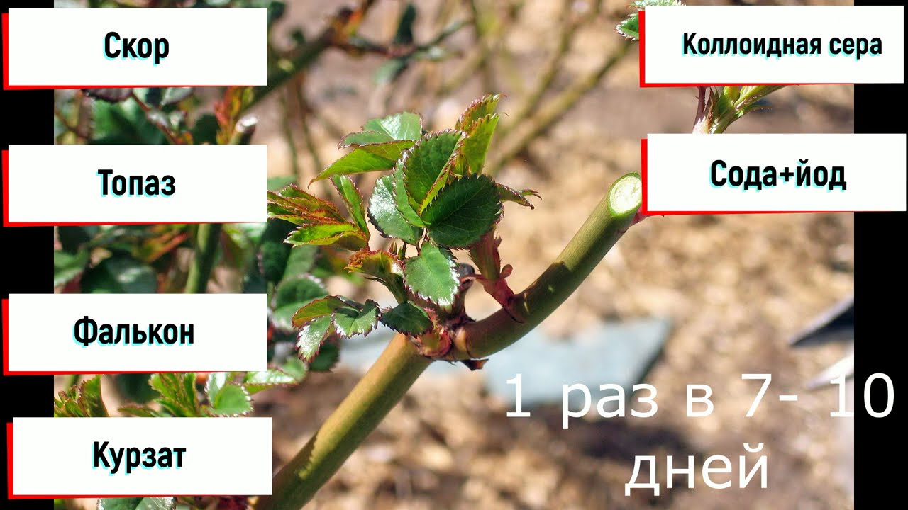 График обработок роз с весны до осени!
