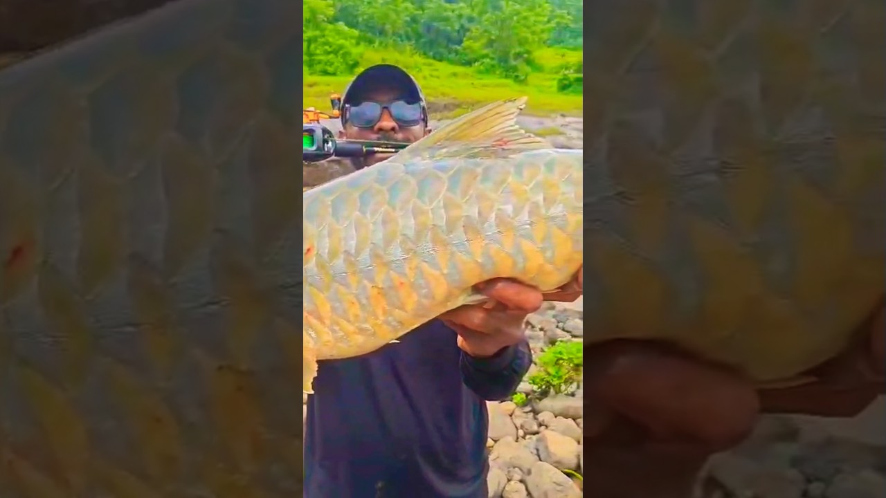 Golden mahseer (24 carat gold) #goldenmahseer #mahseer #carpfishing #viralvideo