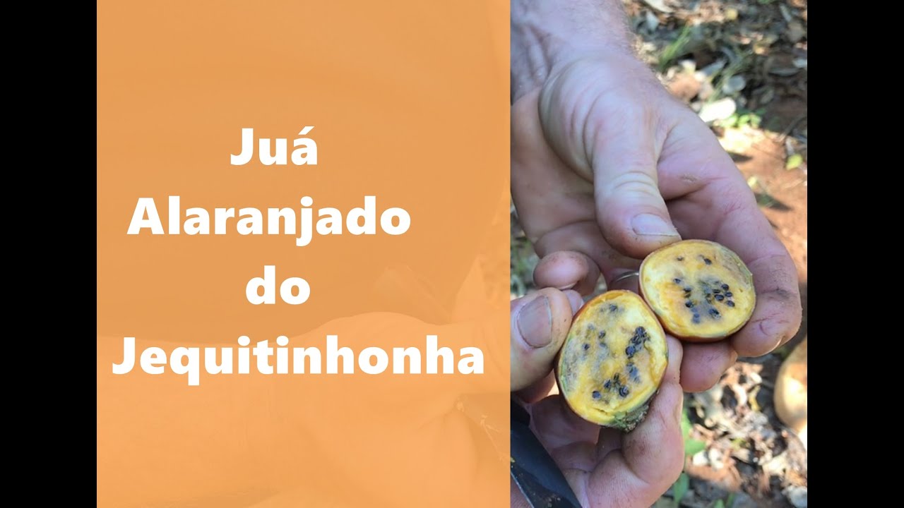 JUÁ ALARANJADO do Jequitinhonha - SÍTIO DO HELTON