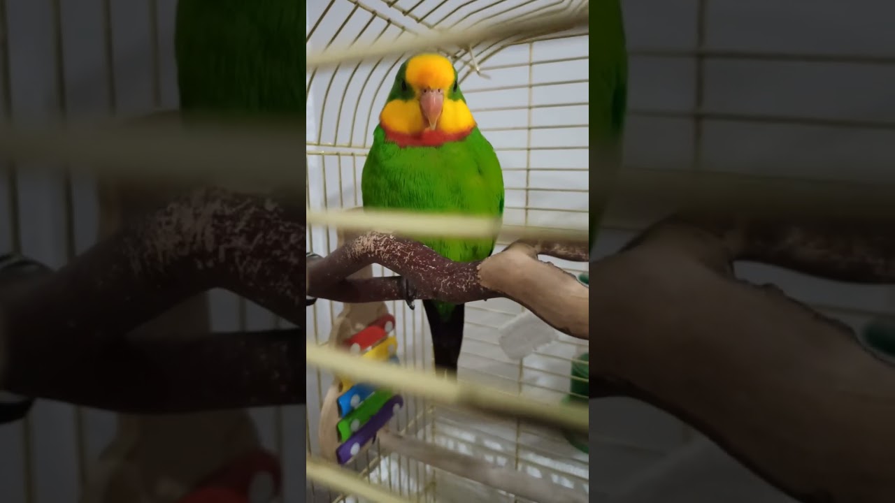 #parrot#barraband🦜badem&balkız🦜💙🦜