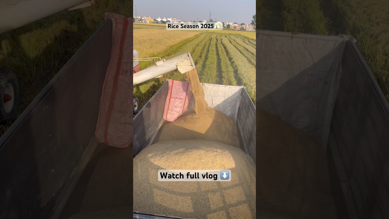 Rice Season 2025 🌾🙏 #rice #season #2025 #farming #holland #grewalfarmjodhan #wmk #youtube #shorts