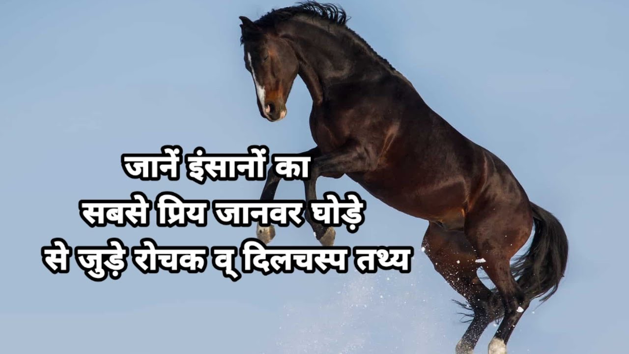 Amazing Facts About Horse in Hindi