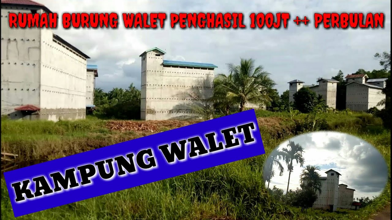 KAMPUNG WALET penghasil sarang walet 100 juta