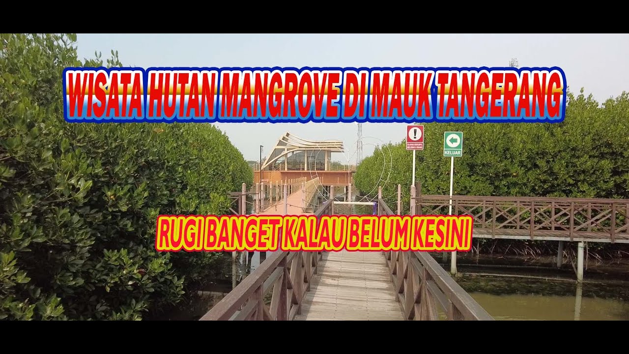 Wisata Mangrove Ketapang : Tangerang Mangrove wisata Hutan Mangrove di Mauk Tangerang