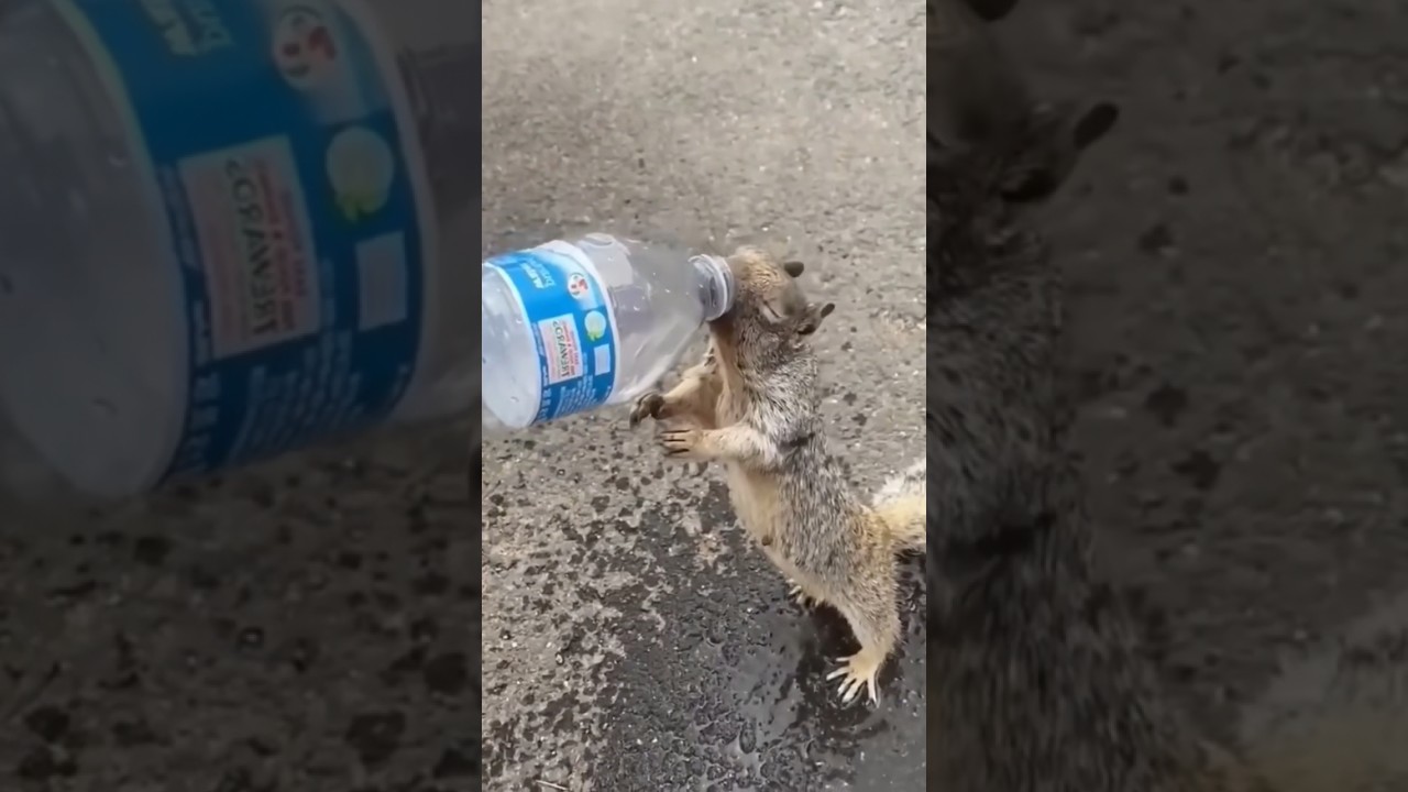 Great Job Done 🐿️ 