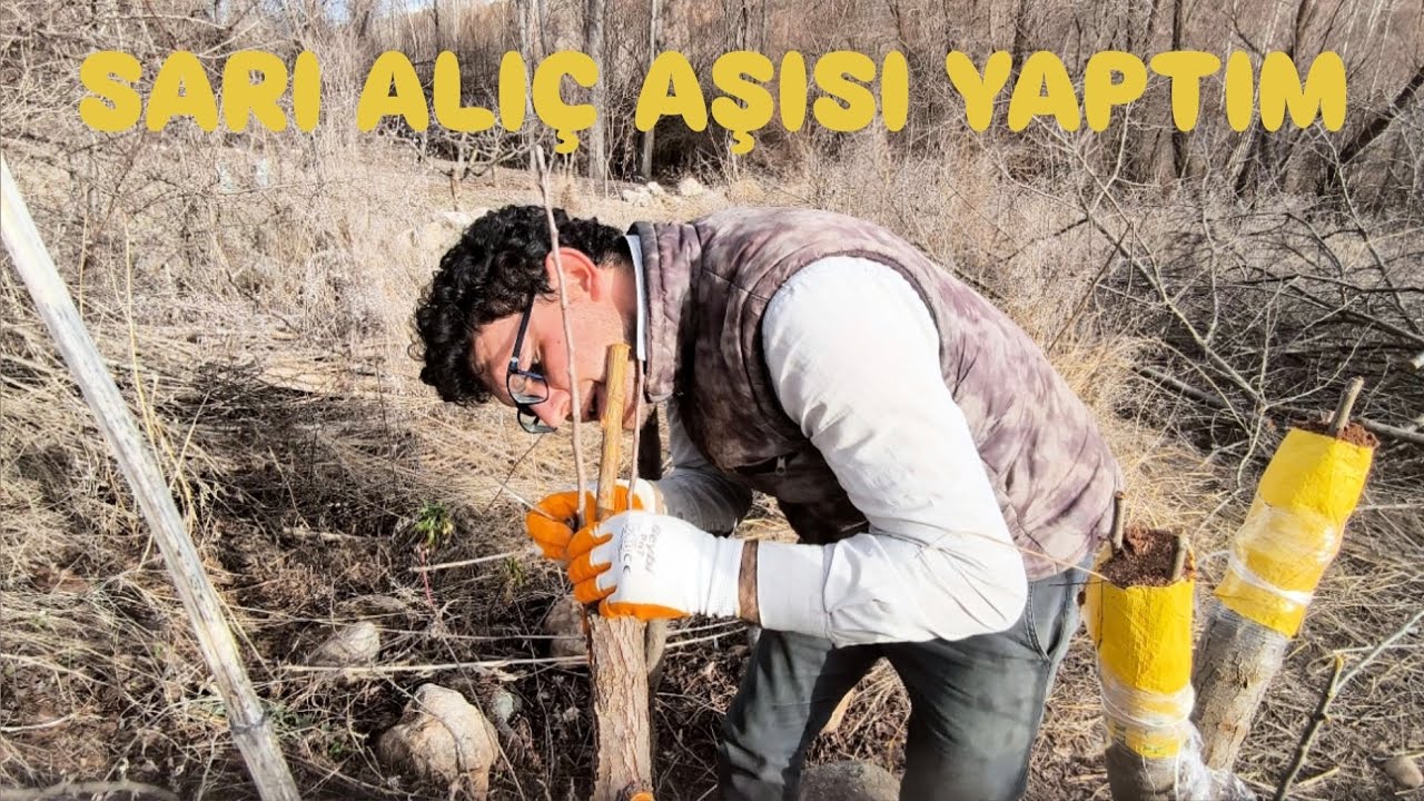 Alıç Aşısı Nasıl Yapılır #köy #köyhayatı #aşılama #tree #bahçe #garden #birazçiftçi #nature #çiftçi