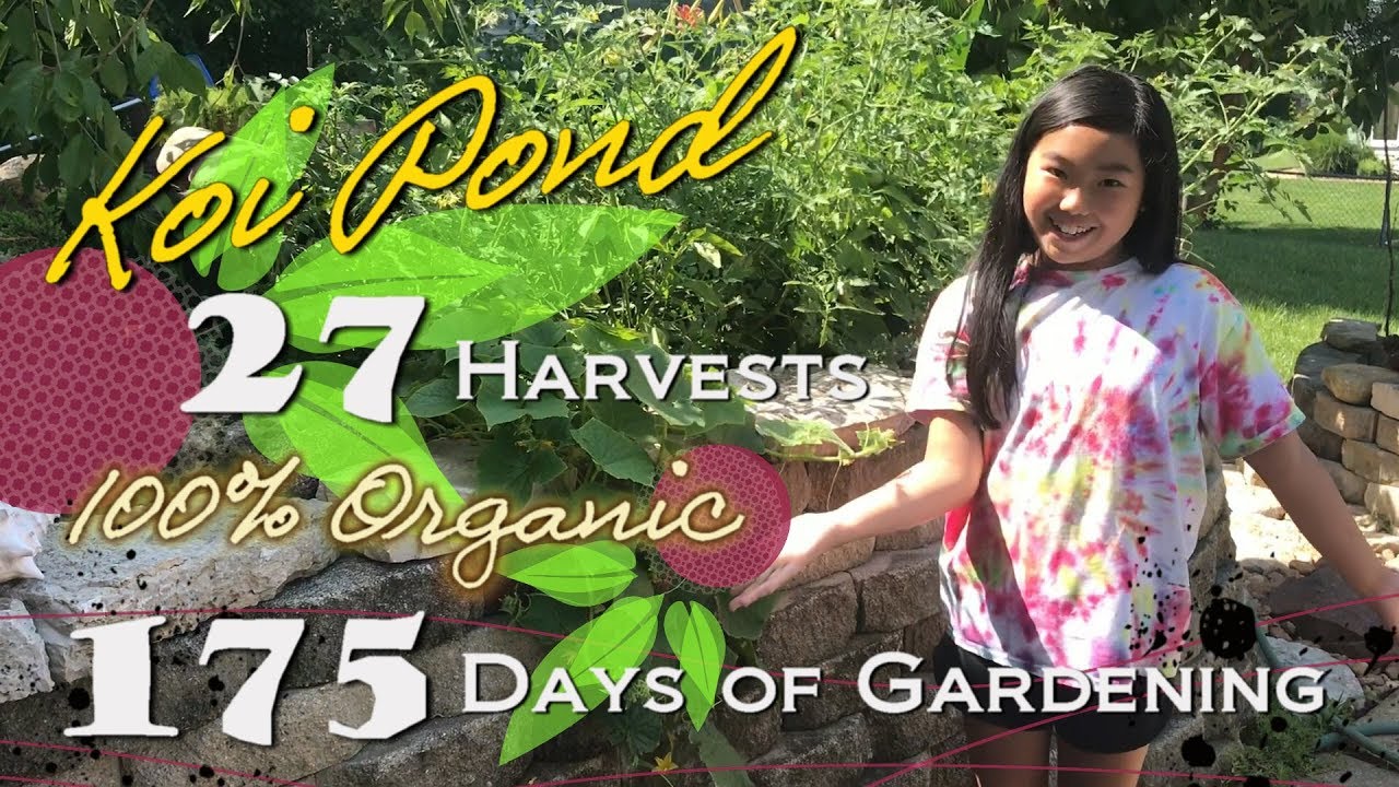 Huge Harvests from a Tiny Garden - 100% Organic Vegetables