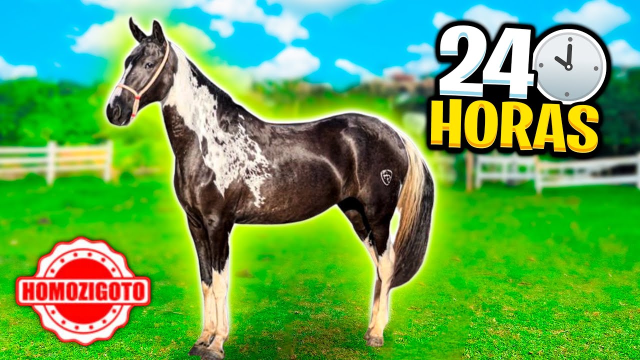 24 HORAS com a ÉGUA PAMPA de PRETO HOMOZIGOTO