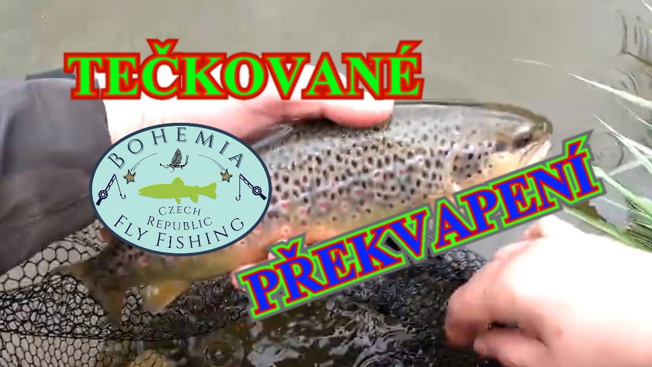Muškaření na Stroupnickém potoce, Litavce, Červeným Potoce/Pstruzi/Tloušti/Dlouhá Nymfa
