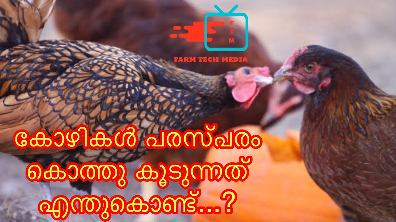 കോഴികൾ പരസ്പരം കൊത്തു കൂടുന്നത് എന്തുകൊണ്ട്...? Why do the chickens get pecked each other ..?