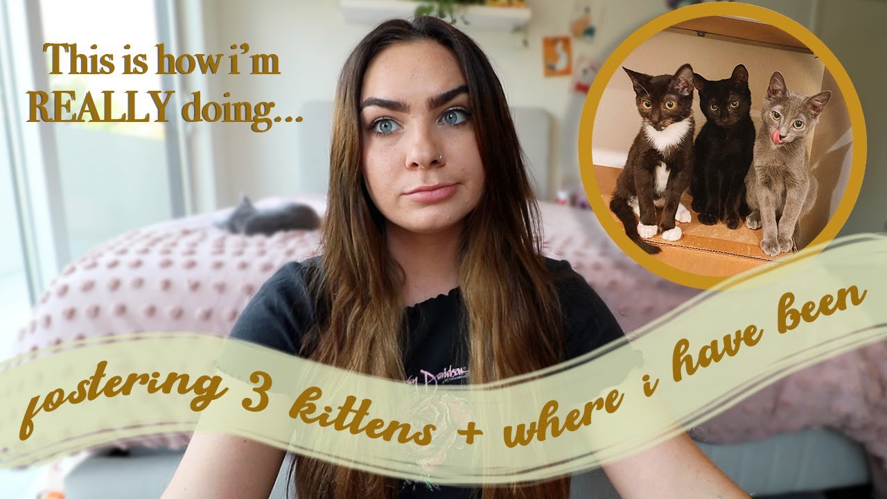 I'M BACK! fostering 3 kittens and how I've been feeling
