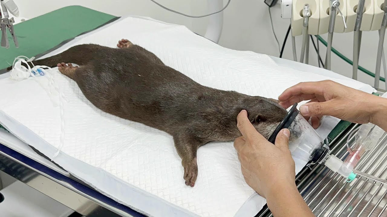 수달이 다리를 절뚝거려서 동물병원에 다녀왔어요ㅠ