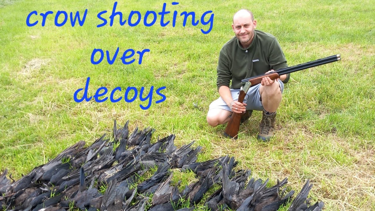 Crow Shooting over decoys | Skotkam footage