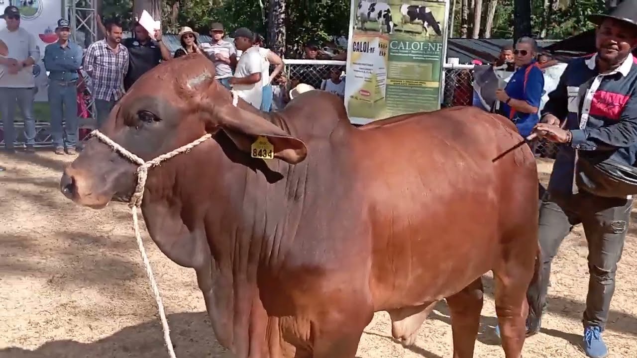 Subasta Ganadera Hermosos Ejemplares Varias Razas  Feria Ecoturista El Cupey Puerto Plata