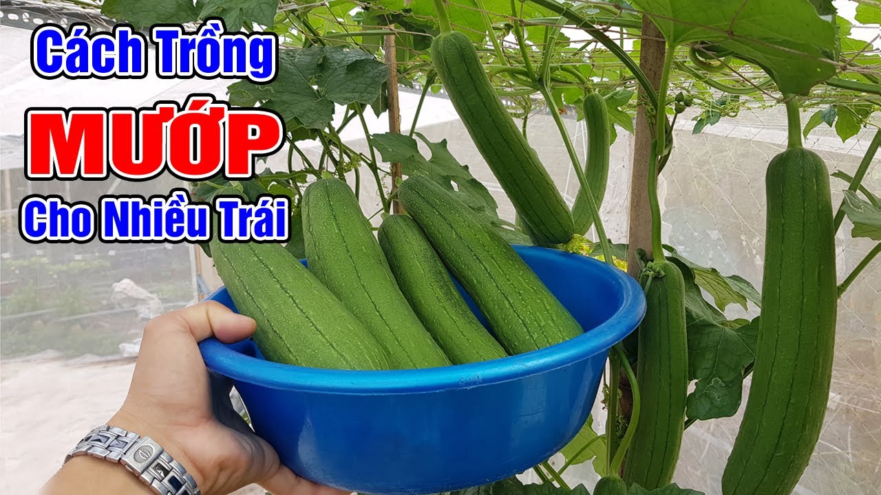Cách trồng mướp cho nhiều trái