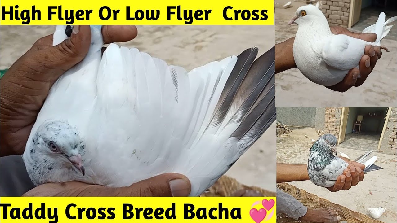 Low Flyer or High Flyer Cross || High Flyer pigeon || Cross Breeding (@AmjadVlogs1 )
