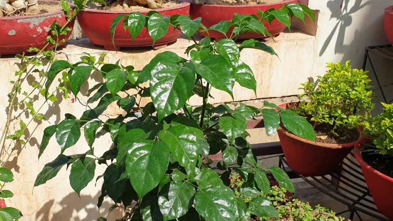 How to Grow and Care China Doll Plant / Radermachera || Fun Gardening