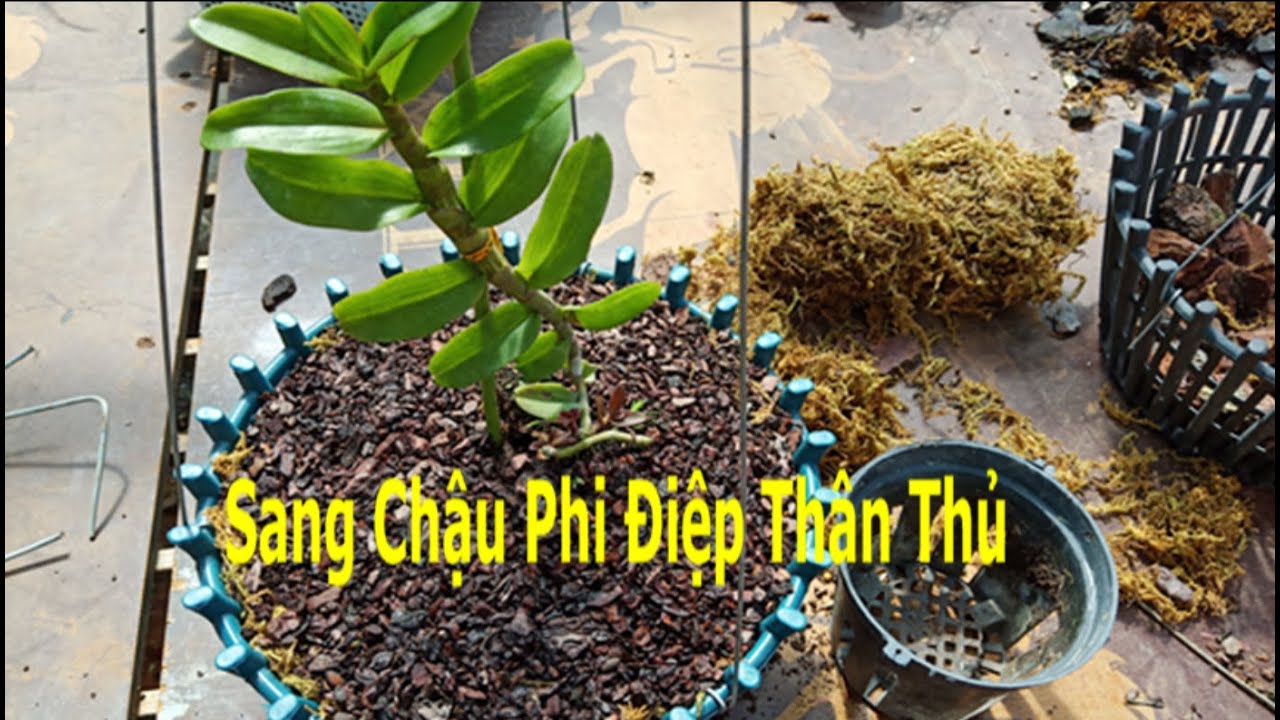 Sang Chậu Keiki Phi Điệp Thân Thủ Đảm Bảo