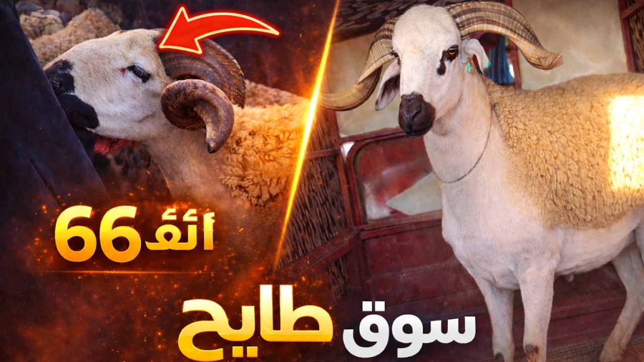 مباشرة من سوق ثلاث سيدي بنورإقليم دكالة مع ثمن حولي ناقصة الفلوس عيد الاضحى 14/4/2026 يستحق المشاهدة