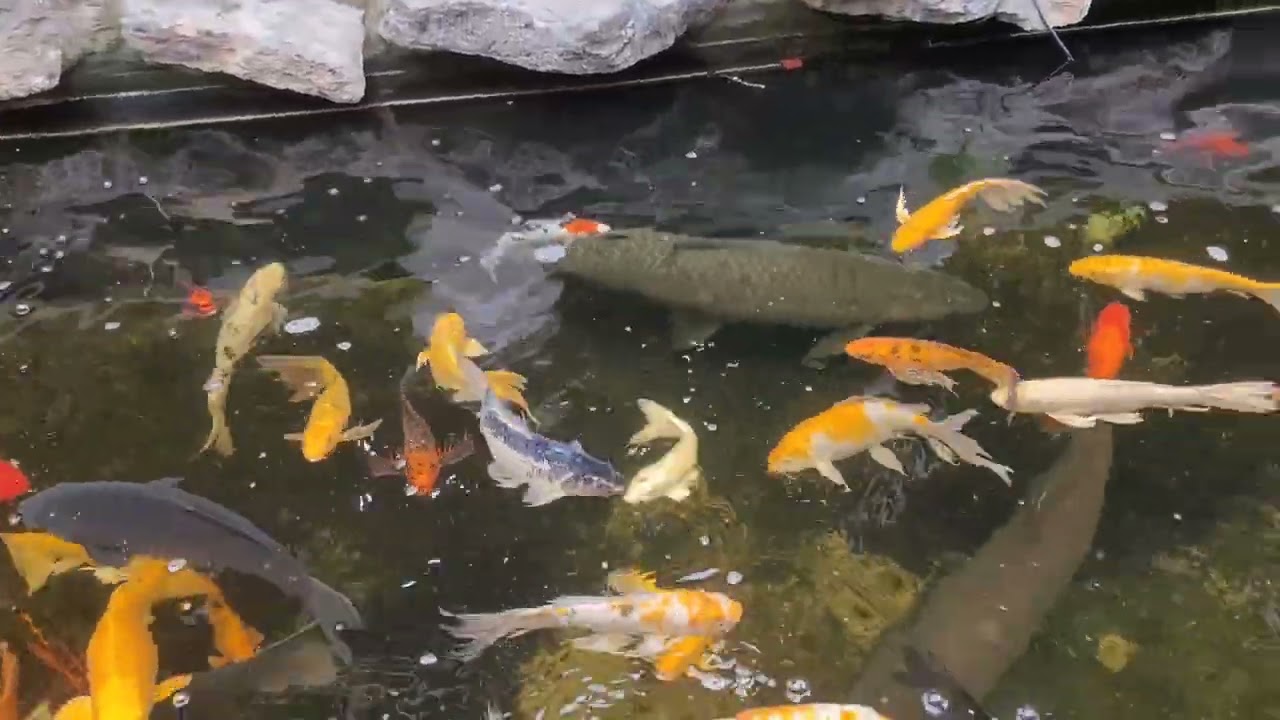 Cận cảnh đàn cá Koi , hàng trăm con tranh nhau ăn, cực kỳ sôi động 