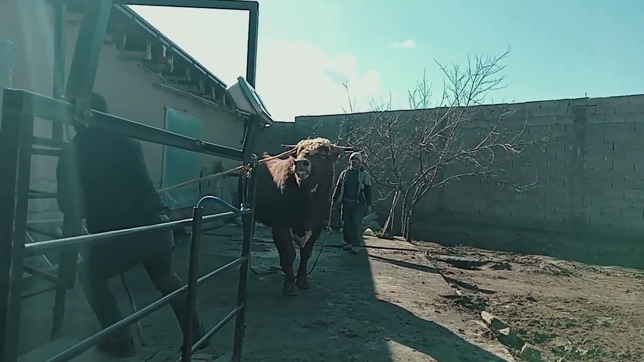 Самарканд Тарози ☎ 93.3085087