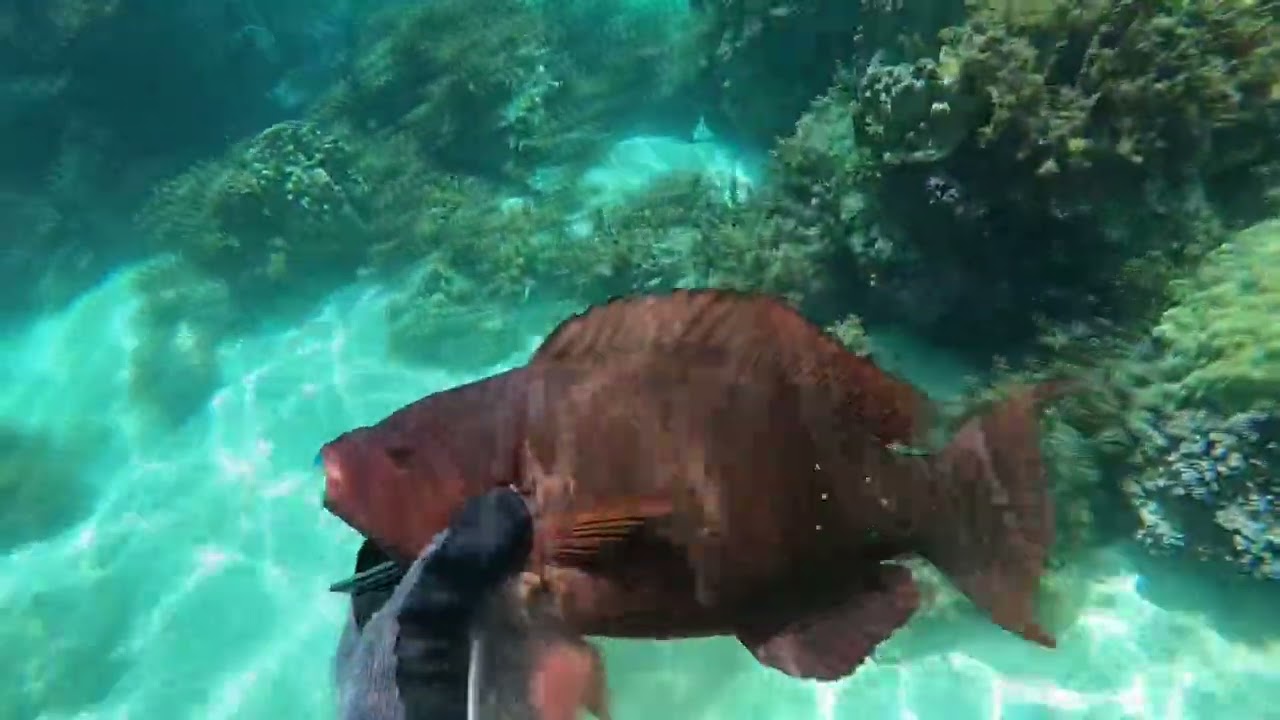 Spearfishing Tahiti 1 I Mo