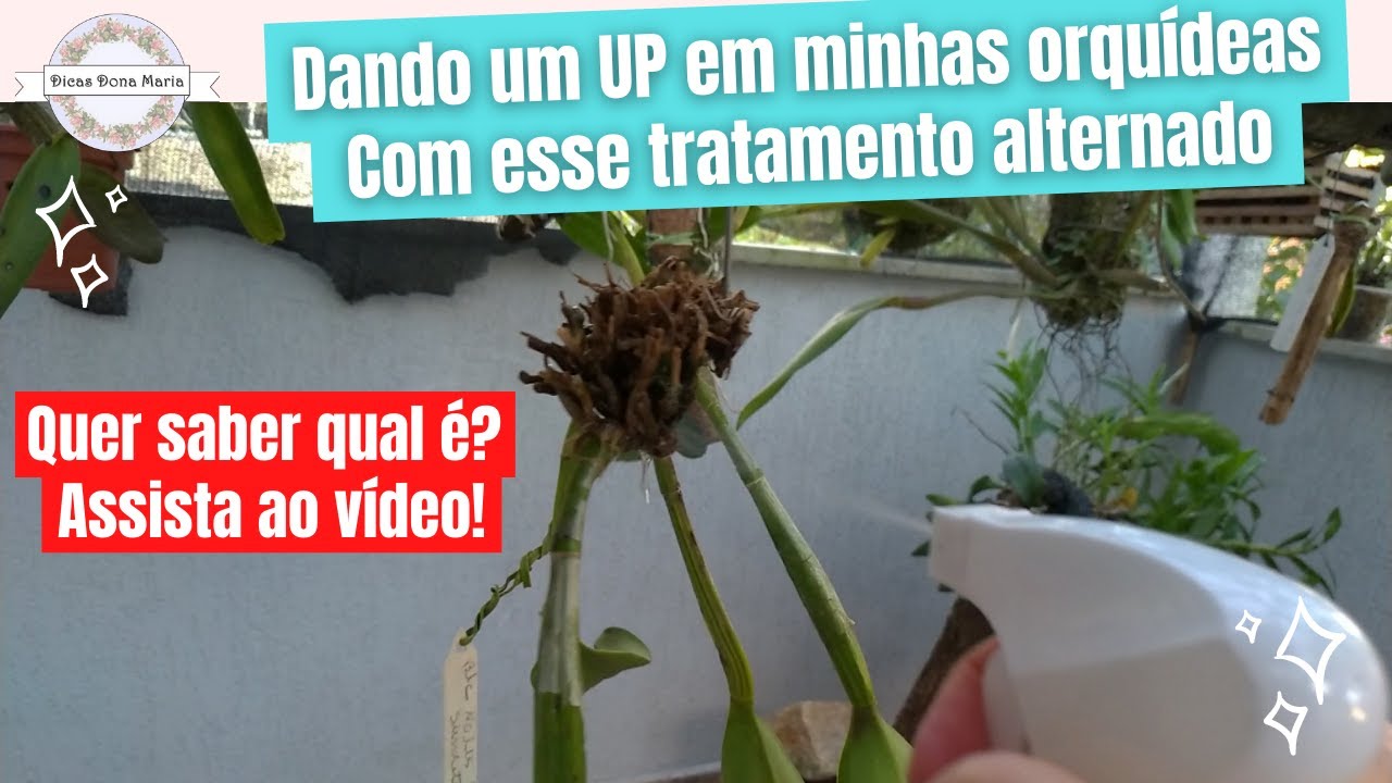 Dicas Dona Maria - Dando um UP em minhas orquídeas - Com esse tratamento alternado