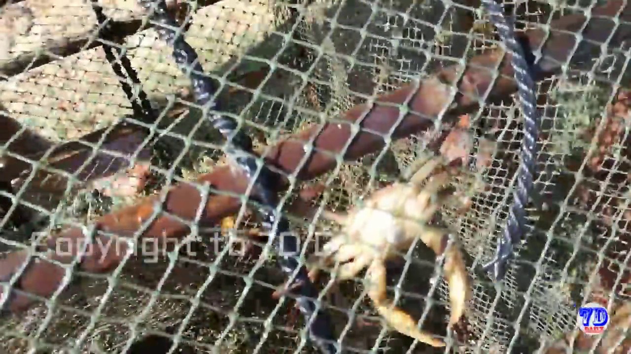 Amazing Children Catch Crabs How To Catch Crabs Using The Net In Cambodia