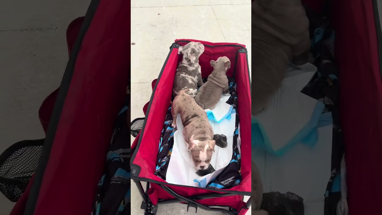 All Breed Dog Show 2026 (Ohio Expo Center) 