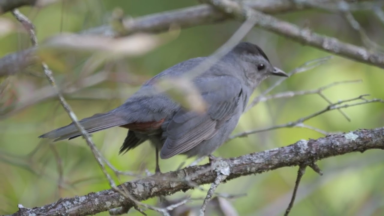 Gray Catbird