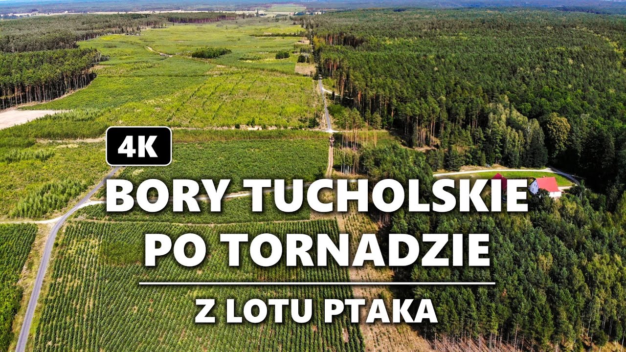 Trąba powietrzna w Borach Tucholskich 4K | Bory Tucholskie after tornado 4K