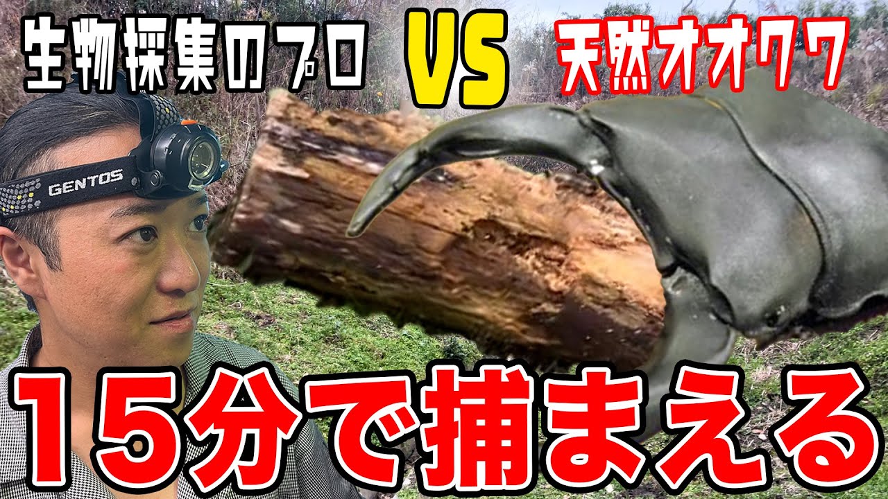 【オオクワガタ採集②】大阪で冬に最速で天然オオクワガタを採集するプロ生物ハンター