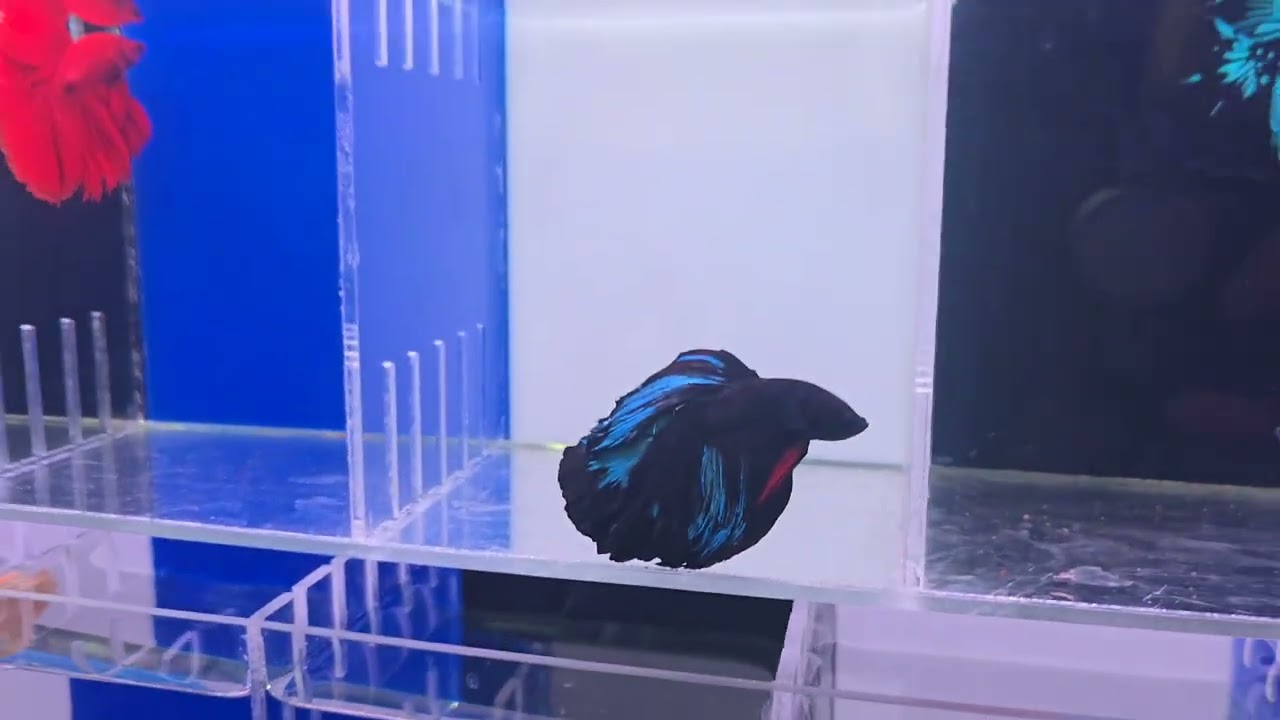 “Así se vive el stand de Mario Blogs en Aquafest 2025 😱🔥 ¡Lo cuenta TODO!”