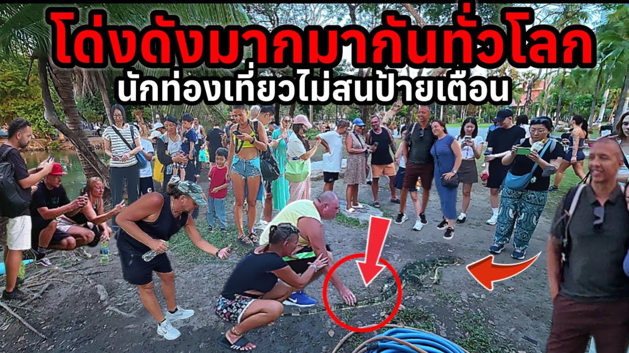 BBCตีข่าวเจ้าถิ่นสวนลุมโด่งดังมากมาชมกันทั่วโลกแต่นักท่องเที่ยวบางคนไม่สนใจป้ายเตือน