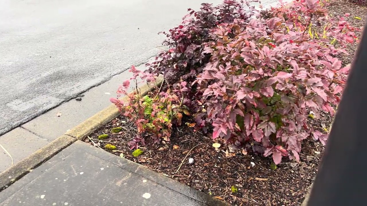 Tualatin Sherwood rd & langer farms pkwy in Sherwood OR.