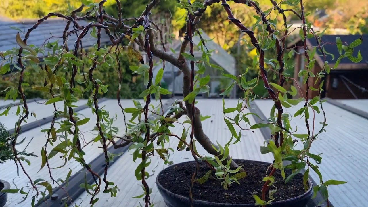 How I Made This Weeping Willow Bonsai Tree in Just One Year