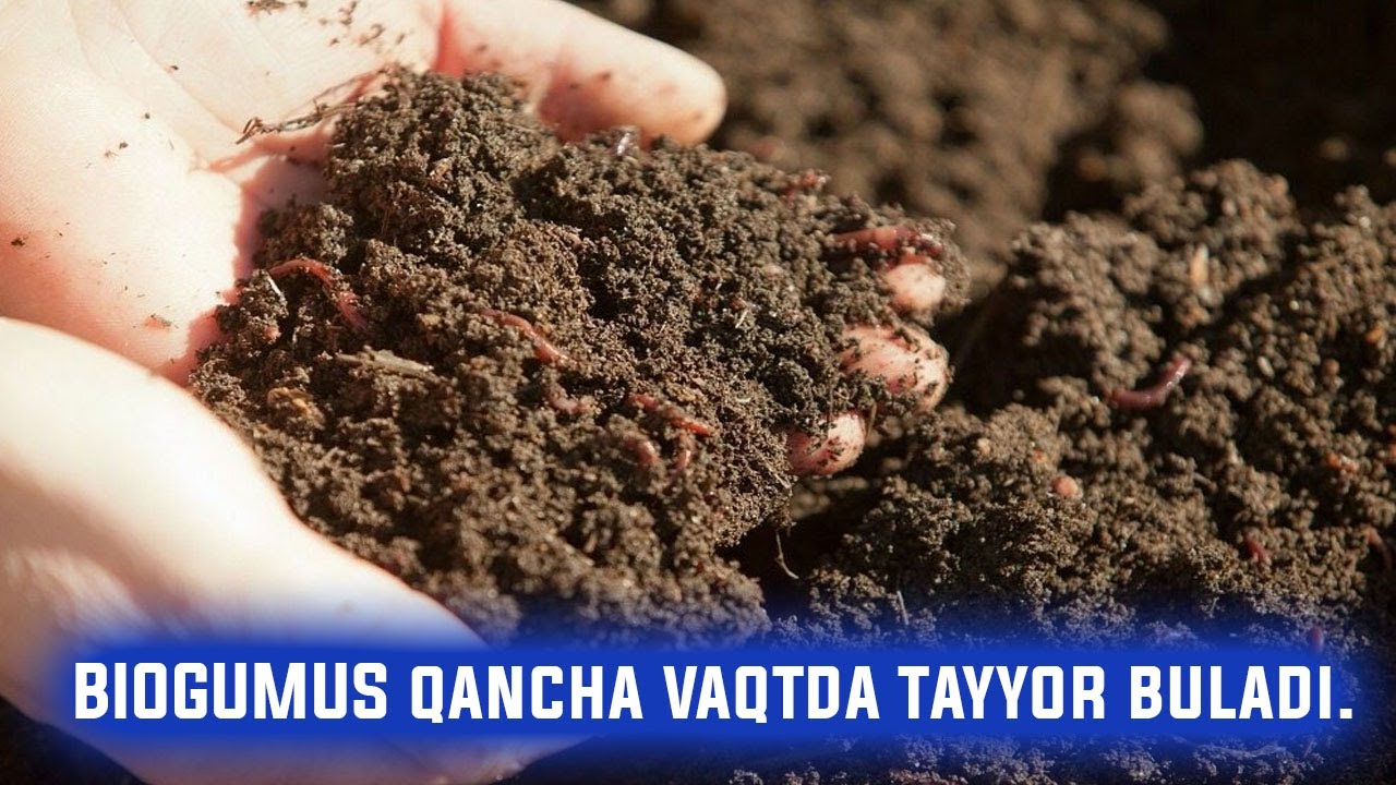 БИОГУМУС қанча вақтда тайёр булади. / BIOGUMUS qancha vaqtda tayyor buladi.