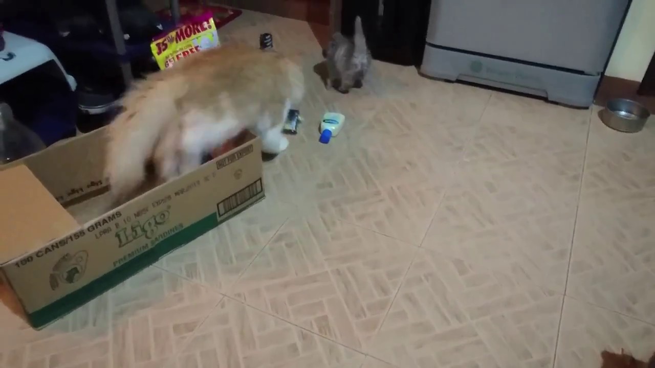 Cat attacks kitten