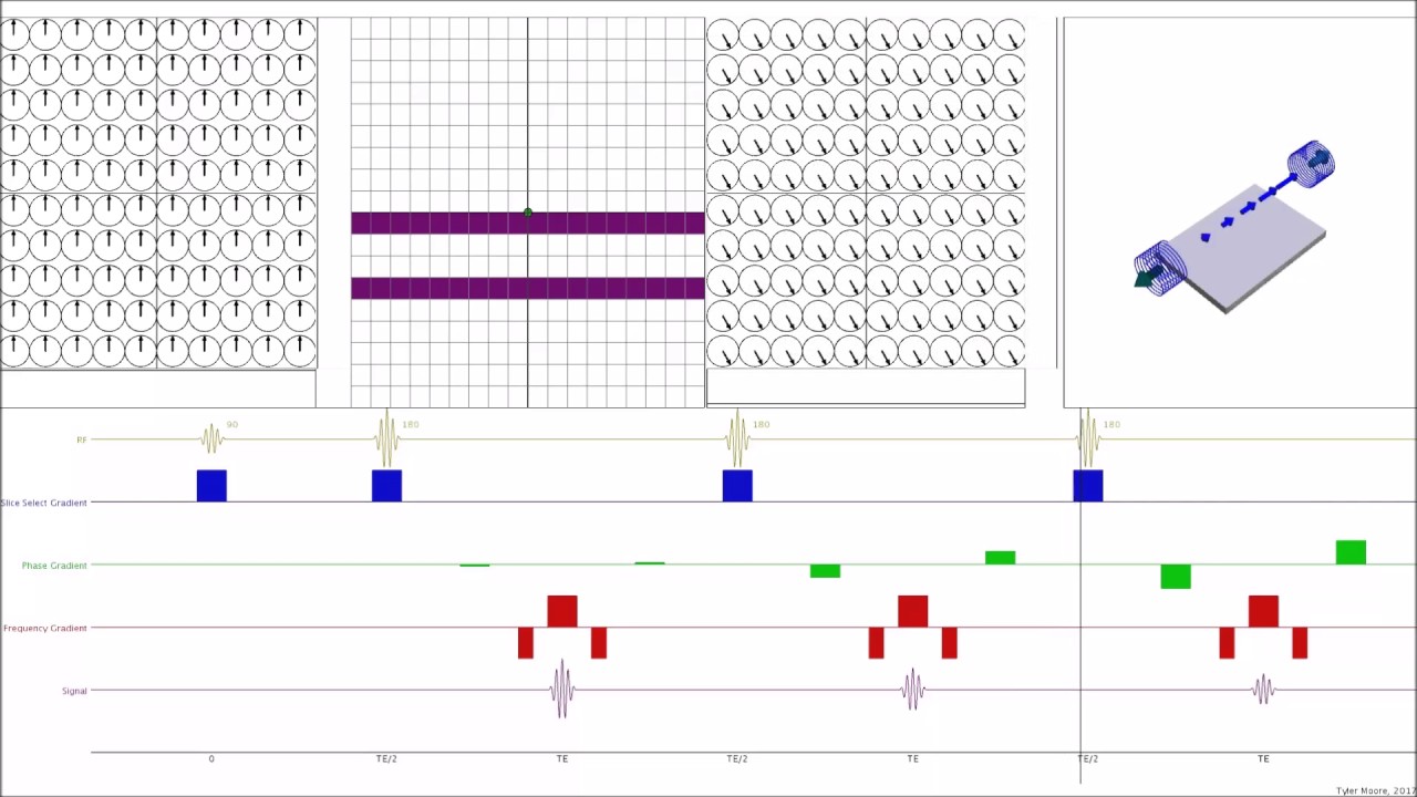 Fast Spin Echo - Spaces Animation