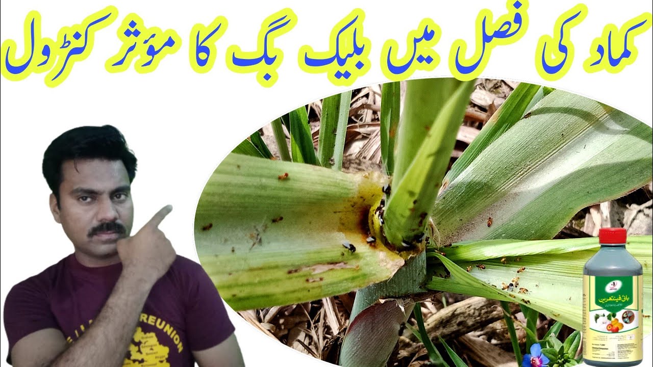 Black bug control in Sugarcane crop |How to control Black bug in Sugarcane crop |Sugarcane Black bug