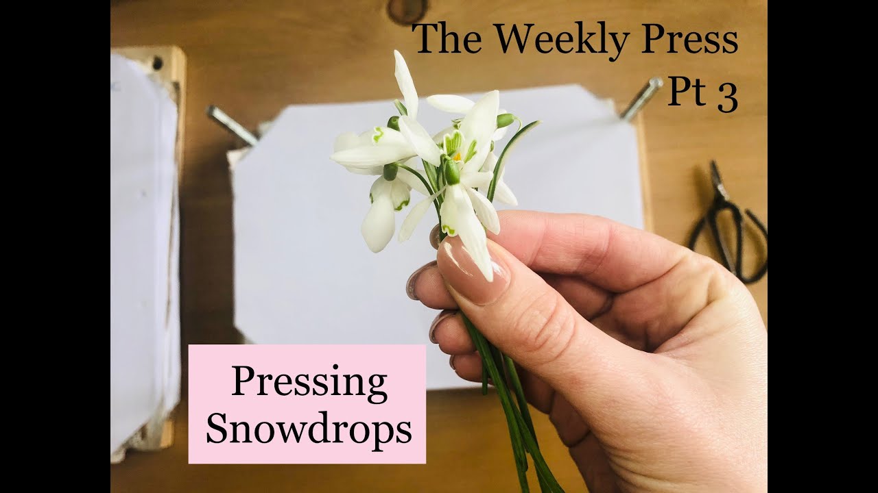 The Weekly Press - Pt 3 - Pressed Snowdrops