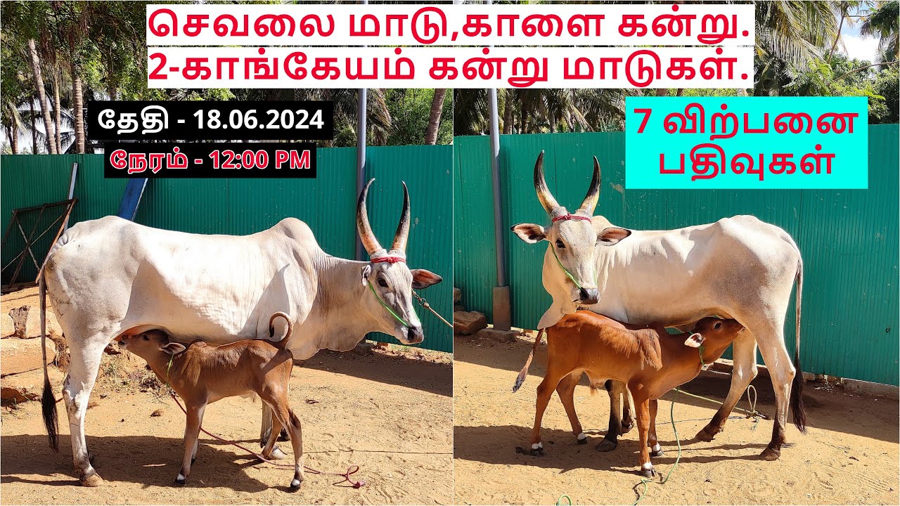 7 விற்பனை பதிவுகள்.செவலை மாடு,காளை கன்று.2-காங்கேயம் கன்று மாடுகள்.